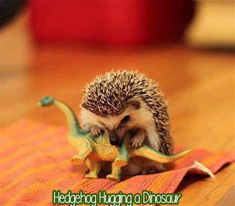 Randomly Cute: Hedgehog Hugging a Dinosaur | YAYOMG!