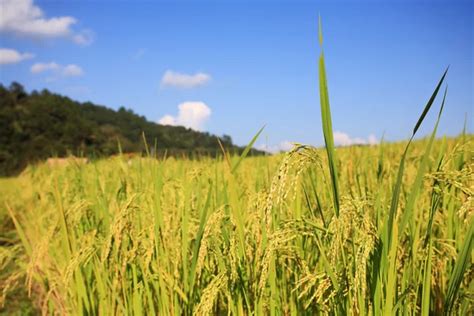 Paddy field field at harvest — Stock Photo © blanscape #114630656