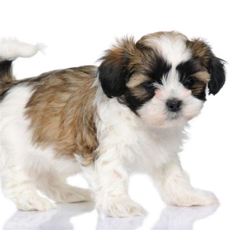 Beautiful Malshi Puppies for Sale | TrustedPuppies.com