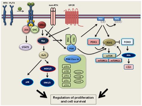 Vit D Activation Pathway