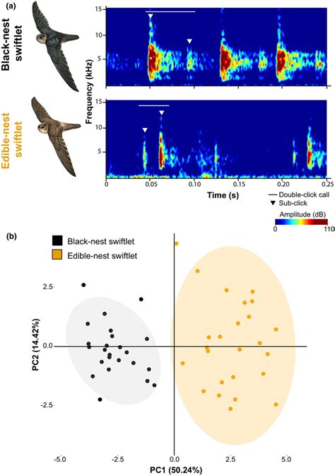 Echolocation calls differ between black‐nest (Aerodramus maximus) and ...