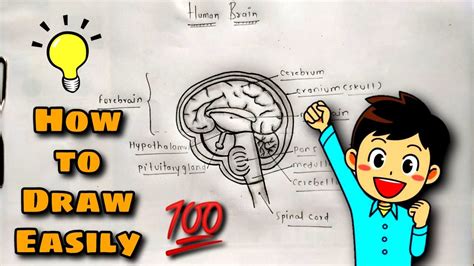 How To Draw Human Brain Easily Step By Step Full Video Tutorial Of