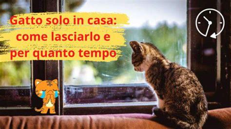 Lasciare Il Gatto In Casa Da Solo Per Quanto Tempo E Di Cosa Ha Bisogno