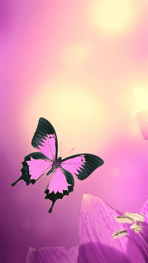 Cute Butterfly Wallpapers For Mobile Phones Wallpaper Cave