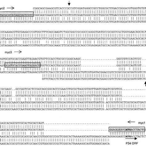 Multiple Nucleotidic Sequence Alignment Of M Bovis Mb M