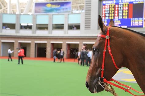 A Horse Racing at Hong Kong Jockey Club. Editorial Stock Image - Image ...