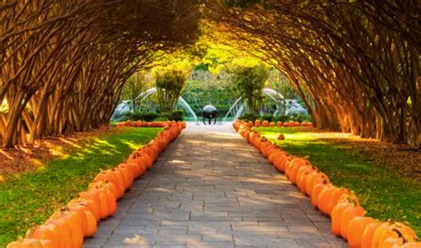 How to Spend an Evening at Dallas Arboretum & Botanical Gardens ...