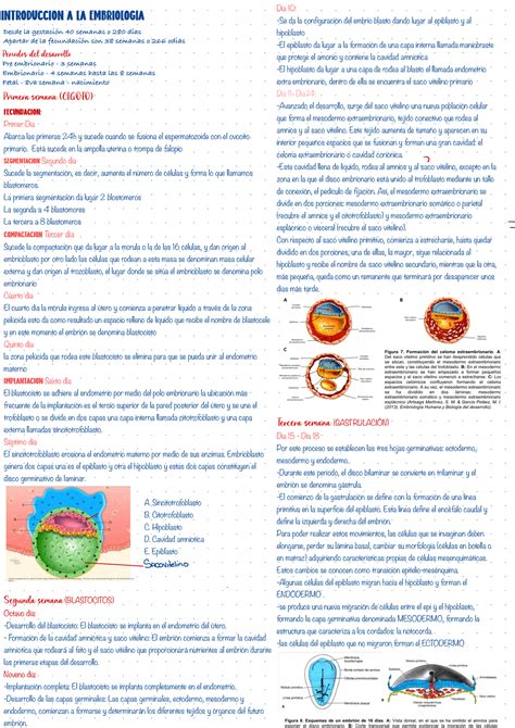 Embriología Introduccion a la embriologia Desde la gestación