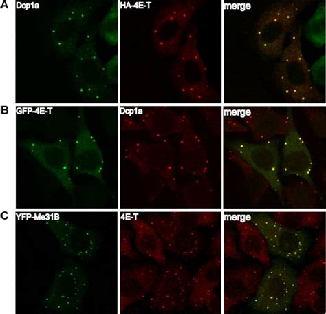 4e T Colocalizes With Decapping Factors In P Bodies A And B