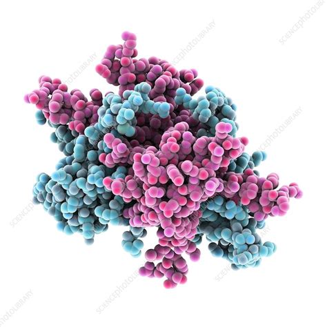 Single Stranded Binding Protein