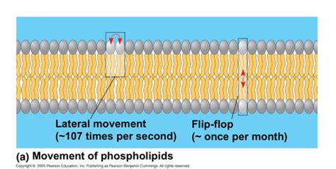 Chapter 7 Membrane Structure And Function Flashcards Quizlet