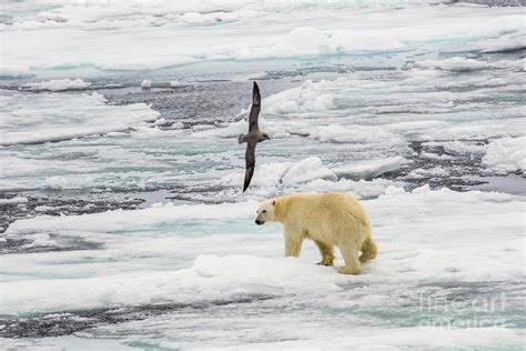 Polar Bear Ursus maritimus hunting seals b1 Photograph by Eyal Bartov ...