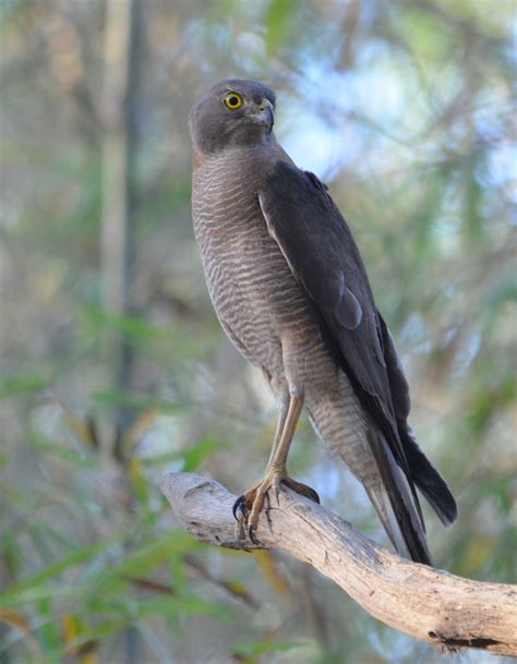 Collared Sparrowhawk Female Marrakai 1 BirdLife Australia Raptor Group