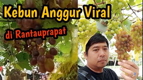 Kebun Anggur Rantauprapat Yang Lagi Ramai Youtube