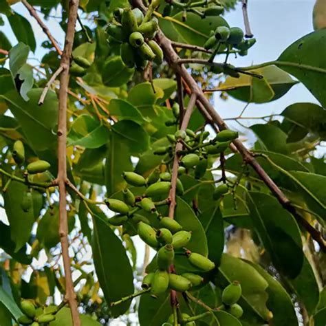 Jamun Grafted Java Plum Indian Blackberry Syzygium Cumini Plan