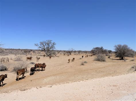 Namibias Beauty Brahman Cattle Grazing In The Klein Aub Flickr