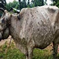 cattle diseases Object Detection Dataset and Pre-Trained Model by sliit