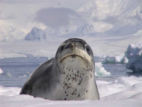 Leopard Seals | All Info & Photos | The Wildlife