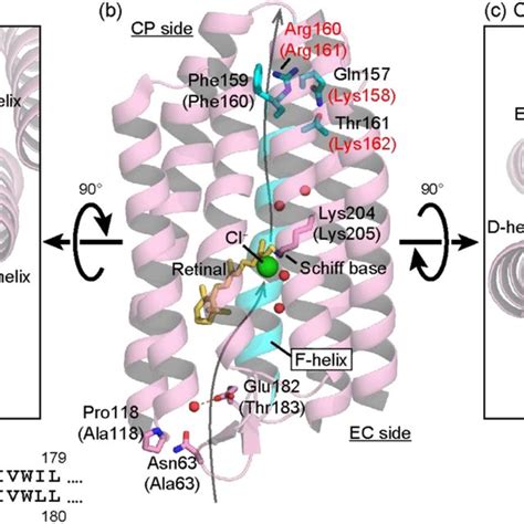 Anion Pump Activities Detected By ITO Electrode The Schematic