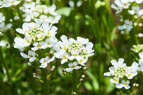 White Arabis Caucasica Flowers Stock Photo Image Of Decoration