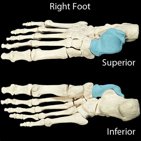 Tarsal Bones Flashcards | Quizlet