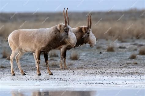 Premium Photo Saiga Antelope Or Saiga Tatarica Walks In Steppe Near