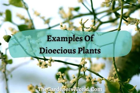 A Comprehensive Guide To Dioecious Plants With Examples - The Gardeners ...