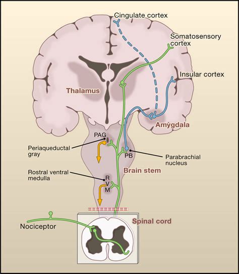 Anatomy Of The Pain Processing Pathway From Cellular And Molecular Download Scientific Diagram