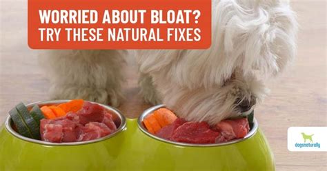 Bloat In Dogs Symptoms Treatment And Prevention Dogs Naturally