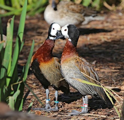 Pictures and information on White-faced Whistling Duck