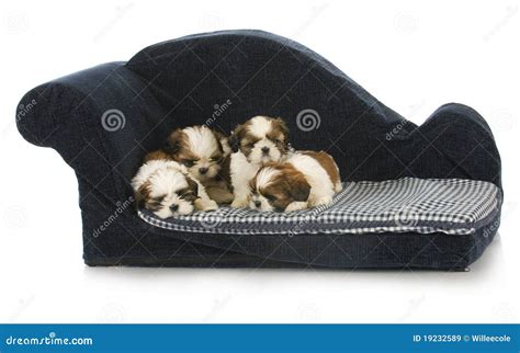 Litter Of Puppies Stock Image Image Of Litter Puppy 19232589