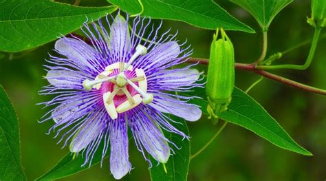 Florida Native Flowering Trees | Best Flower Site