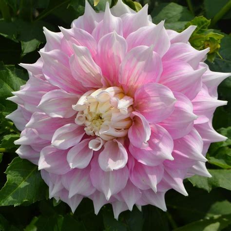 Dahlia Gitts Perfection White Flower Farm