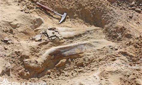 Triceratops Skull And Skeleton Dug Up In Colorado Daily Mail Online