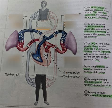 Circulation Pulmonaire Diagram Quizlet