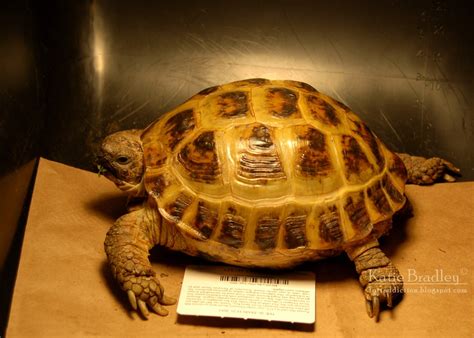 Tortaddiction: New HUGE female Russian tortoise