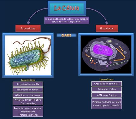 Esquemas Diagramas Gráficos Y Mapas Conceptuales Clases De Células