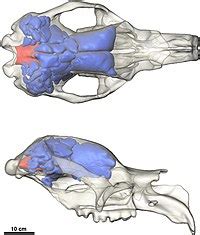 Diprotodon - Wikipedia