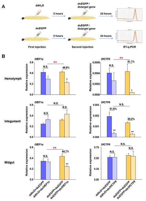 Insects Free Full Text Increased Rnai Efficiency By Dsegfp Induced