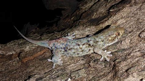 New Species Of Gecko Gets Naked Quickly To Escape Iflscience