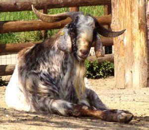 Angora Goat Origin Characteristics Uses Photo