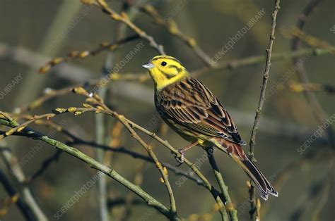 Male yellowhammer - Stock Image - C006/7285 - Science Photo Library