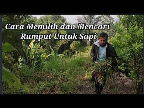 Cara Memilih Dan Mencari Rumput Untuk Sapi Youtube