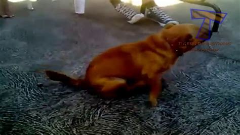 Des Chiens Marrants Et D Biles Compilation Hilarante D Animaux