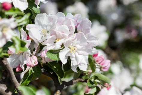 Spring Blooming On Apple Tree Stock Image Image Of Isolated Floral