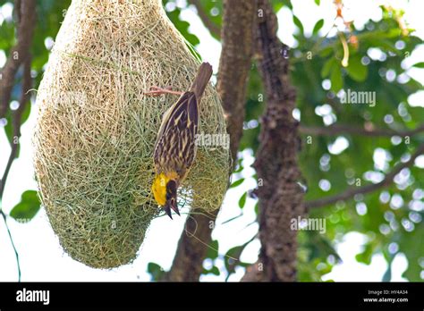 A Male Baya Weaver Ploceus Philippinus On His Nest In A Weaverbird