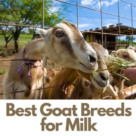 25 Best Dairy Goat Breeds Goats For Milk Pethelpful