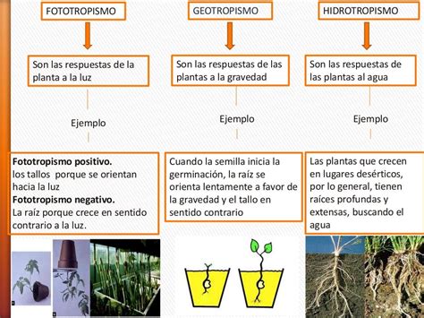 Funci N De Relaci N En Las Plantas