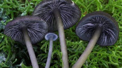 Entoloma Serrulatum The Ultimate Mushroom Guide