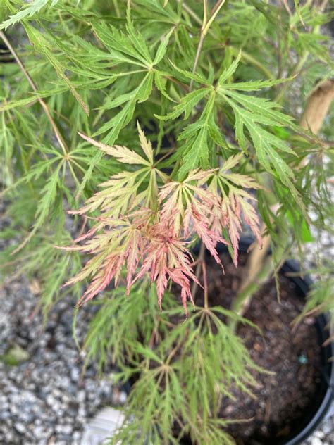 Acer Palmatum Var Dissectum ‘viridis’ Piedmont Carolina Nursery